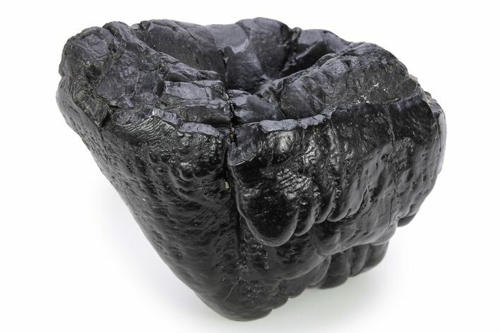 Partial Gomphotherium (Mastodon Relative) Molar - South Carolina #321300